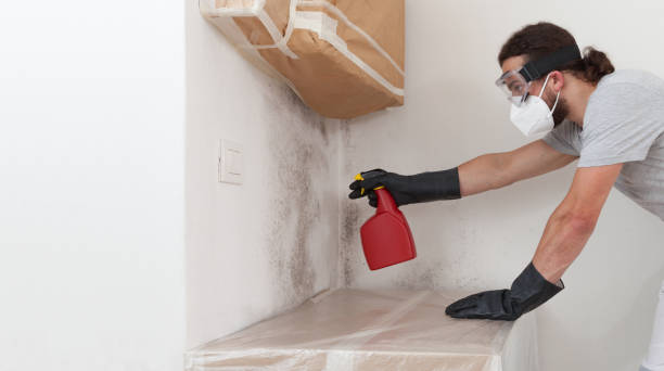 Professional Basement Mold Remediation technician working in Ellicott City, MD